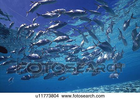 Large group of fish swimming in the sea View Large Photo Image Picture - Large group of fish swimming in the sea. Fotosearch
