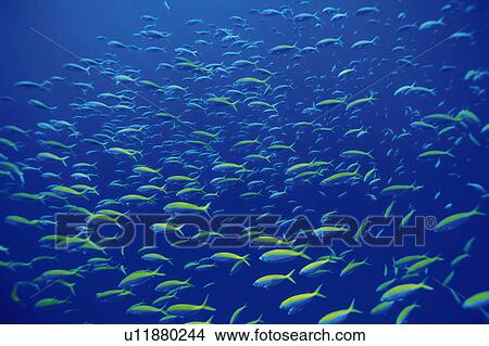 Picture - Large group of fish swimming in the sea. Fotosearch