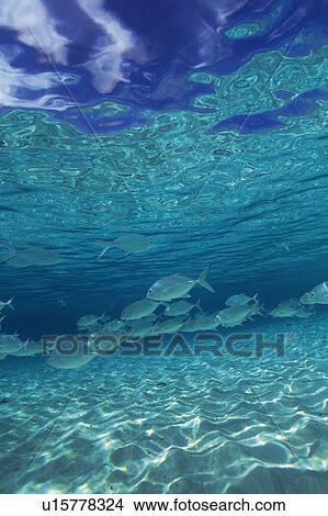 Large group of fish swimming in the sea View Large Photo Image Picture - Large group of fish swimming in the sea. Fotosearch