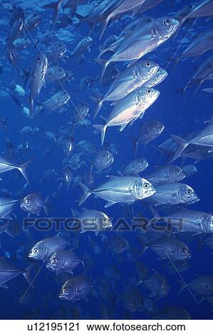 Stock Image - Large group of fish swimming in the sea. Fotosearch