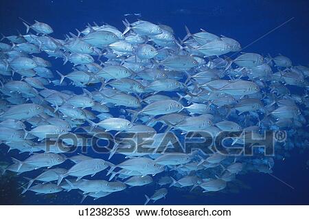 Large group of fish swimming in the sea View Large Photo Image Stock Image - Large group of fish swimming in the sea. Fotosearch