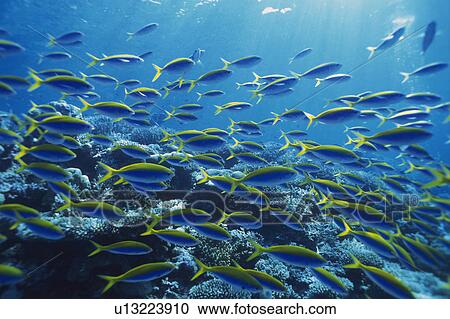 Large group of fish swimming in the sea View Large Photo Image Stock Image - Large group of fish swimming in the sea. Fotosearch