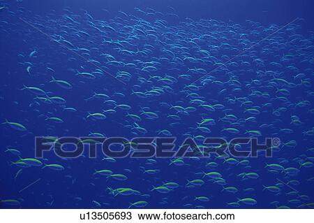 Stock Image - Large group of fish swimming in the sea. Fotosearch