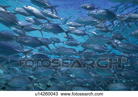 Large group of fish swimming in the sea View Large Photo Image Stock Image - Large group of fish swimming in the sea. Fotosearch