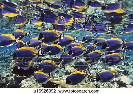 Large group of fish swimming in the sea View Large Photo Image Stock Image - Large group of fish swimming in the sea. Fotosearch