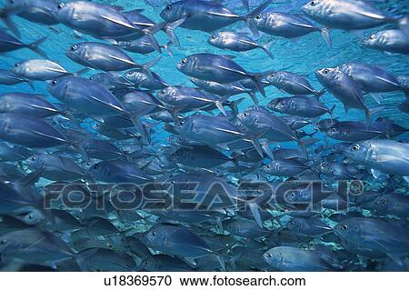 Large group of fish swimming in the sea View Large Photo Image Stock Image - Large group of fish swimming in the sea. Fotosearch