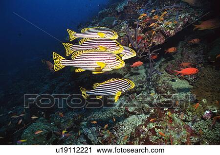 Large group of fish swimming in the sea View Large Photo Image Stock Image - Large group of fish swimming in the sea. Fotosearch