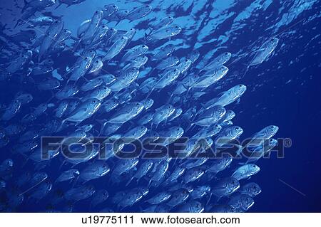 Large group of fish swimming in the sea View Large Photo Image Stock Image - Large group of fish swimming in the sea. Fotosearch