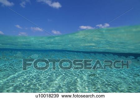 Large group of fish swimming in the sea View Large Photo Image Stock Photo - Large group of fish swimming in the sea. Fotosearch