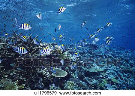 Large group of fish swimming in the sea View Large Photo Image Stock Photo - Large group of fish swimming in the sea. Fotosearch