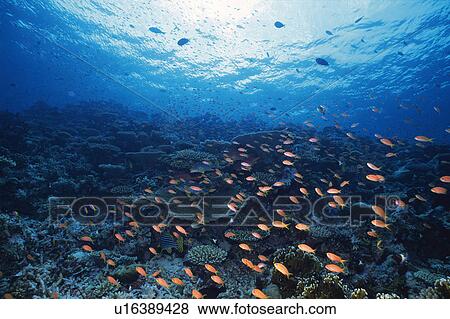 Large group of fish swimming in the sea View Large Photo Image Stock Photo - Large group of fish swimming in the sea. Fotosearch