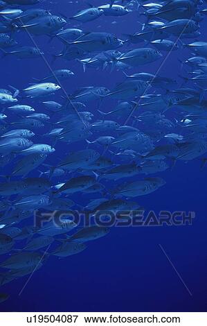 Large group of fish swimming in the sea View Large Photo Image Stock Photo - Large group of fish swimming in the sea. Fotosearch