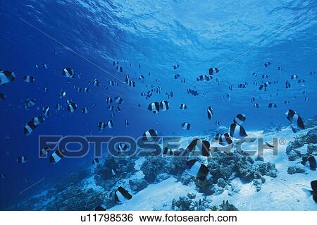 Large group of fish swimming in the sea View Large Photo Image Stock Photograph - Large group of fish swimming in the sea. Fotosearch