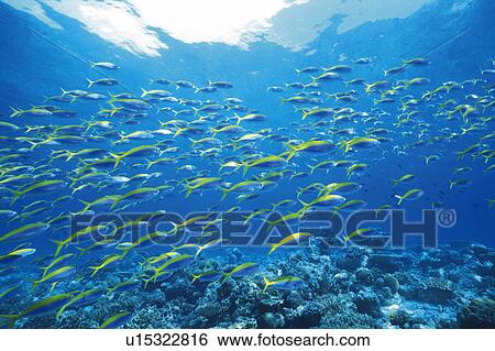 Large group of fish swimming in the sea View Large Photo Image Stock Photograph - Large group of fish swimming in the sea. Fotosearch