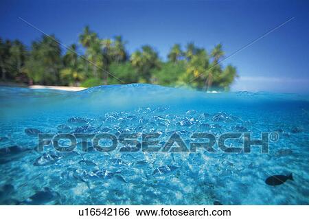 Stock Photograph - Large group of fish swimming in the sea. Fotosearch