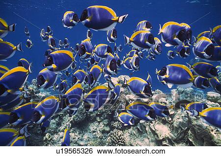 Stock Photograph - Large group of fish swimming in the sea. Fotosearch