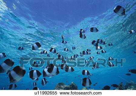 Stock Photography - Large group of fish swimming in the sea. Fotosearch
