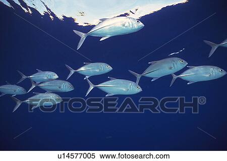 Stock Photography - Large group of fish swimming in the sea. Fotosearch
