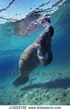 Stock Image - Manatus. Fotosearch