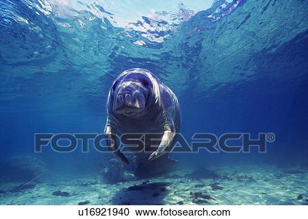 Stock Image - Manatus. Fotosearch