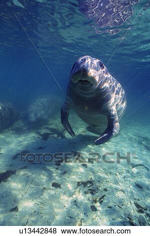 Stock Photo - Manatus. Fotosearch
