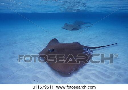Rays swimming in the sea View Large Photo Image Stock Image - Rays swimming in the sea. Fotosearch