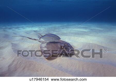 Picture - Sting rays?. Fotosearch