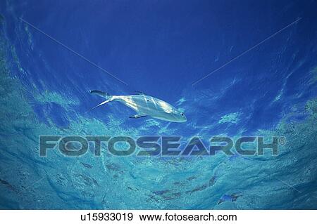 The sea turtle swimming in the sea View Large Photo Image Stock Photo - The sea turtle swimming in the sea. Fotosearch