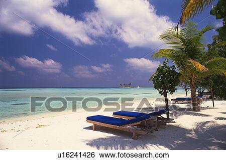 a Beach With Several Blue Sunlounger, Side View, Maldives, Micronesia View Large Photo Image Stock Photograph - a Beach With Several Blue Sunlounger, Side View, Maldives, Micronesia. Fotosearch