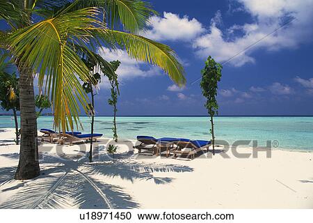 Stock Image -  a Beach With Several Blue Sunloungers Surrounded By Palm Trees, Maldives, Micronesia. Fotosearch