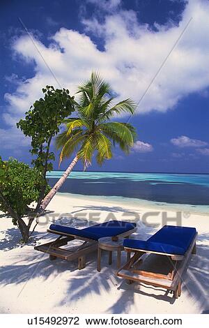a Beach With Two Blue Sunloungers Standing Next to a Palm Tree, High Angle View, Maldives, Micronesia View Large Photo Image Stock Image - a Beach With Two Blue Sunloungers Standing Next to a Palm Tree, High Angle View, Maldives, Micronesia. Fotosearch