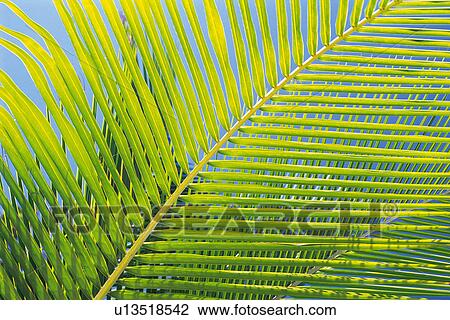 Stock Image -  a Huge Light Green Palm Tree Leaf Under a Blue Sky, Front View, Maldives, Micronesia. Fotosearch
