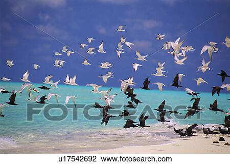 a Large Group of Sea Gulls, Flying Over the Clear, Maldivian Ocean water, Maldives, Micronesia View Large Photo Image Stock Image - a Large Group of Sea Gulls, Flying Over the Clear, Maldivian Ocean water, Maldives, Micronesia. Fotosearch