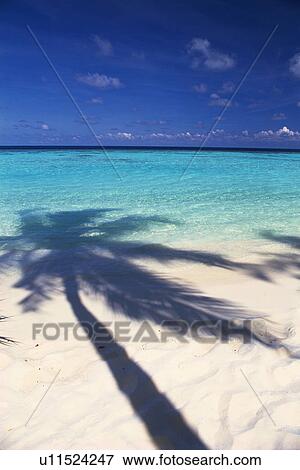 Stock Photo -  a Large Shadow of a Palm Tree at a Maldivian Beach, High Angle View, Maldives, Micronesia. Fotosearch