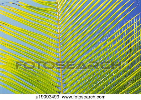 a Light Green Palm Leaf Under a Blue Sky, Low Angle View, Maldives, Micronesia View Large Photo Image Stock Photo - a Light Green Palm Leaf Under a Blue Sky, Low Angle View, Maldives, Micronesia. Fotosearch