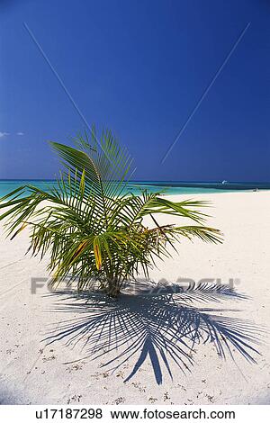 a Little Palm Tree Growing at the Beach Under a Blue Sky, High Angle View, Maldives, Micronesia View Large Photo Image Stock Photo - a Little Palm Tree Growing at the Beach Under a Blue Sky, High Angle View, Maldives, Micronesia. Fotosearch