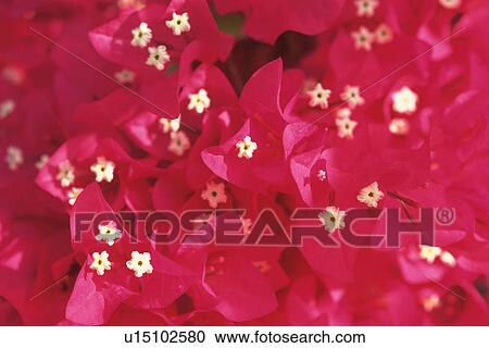 a Lot of Pink Bougainvillea Flowers, High Angle View, Differential Focus, Maldives, Micronesia View Large Photo Image Stock Image - a Lot of Pink Bougainvillea Flowers, High Angle View, Differential Focus, Maldives, Micronesia. Fotosearch