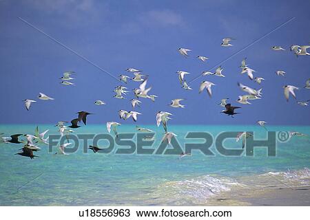 Stock Image -  a Lot of Sea Gulls Flying Over the Light Blue-colored Water, Maldives, Micronesia. Fotosearch