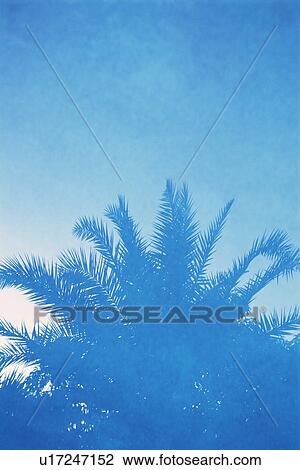 a Palm Tree Under a Blue Sky, Low Angle View, Toned Image, Copy Space, Maldives, Micronesia View Large Photo Image Stock Image - a Palm Tree Under a Blue Sky, Low Angle View, Toned Image, Copy Space, Maldives, Micronesia. Fotosearch