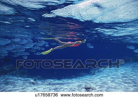 a Woman Snorkeling in the Maldivian Ocean, Surrounded By Fish, Side View, Maldives, Micronesia View Large Photo Image Stock Photograph - a Woman Snorkeling in the Maldivian Ocean, Surrounded By Fish, Side View, Maldives, Micronesia. Fotosearch