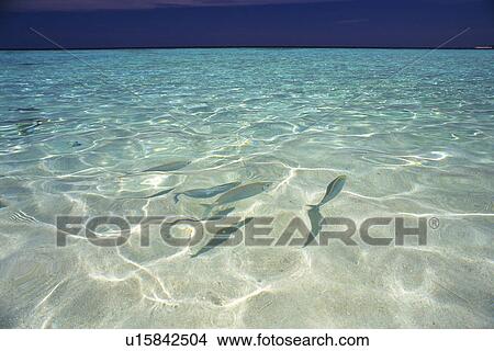 Several Fish Swimming in the Clear Water of the Maldivian Ocean, High Angle View, Maldives, Micronesia View Large Photo Image Picture - Several Fish Swimming in the Clear Water of the Maldivian Ocean, High Angle View, Maldives, Micronesia. Fotosearch