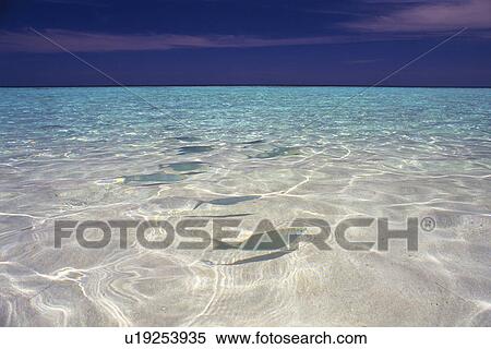 Stock Photography -  Several Fish Swimming in the Clear Water of the Maldivian Ocean, High Angle View, Maldives, Micronesia. Fotosearch