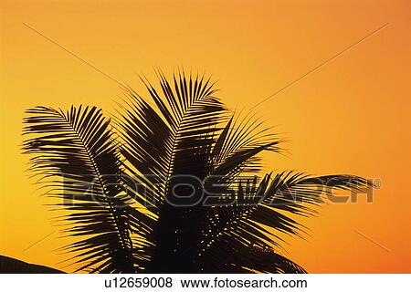 Several Palm Tree Leaves In Front of the Colored Sky, Orange From the Sunset, Low Angle View, Maldives, Micronesia View Large Photo Image Stock Photo - Several Palm Tree Leaves In Front of the Colored Sky, Orange From the Sunset, Low Angle View, Maldives, Micronesia. Fotosearch