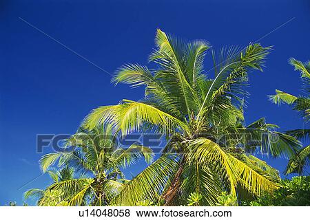 Several Palm Tree Leaves Under a Blue Sky, Low Angle View, Maldives, Micronesia View Large Photo Image Stock Photo - Several Palm Tree Leaves Under a Blue Sky, Low Angle View, Maldives, Micronesia. Fotosearch