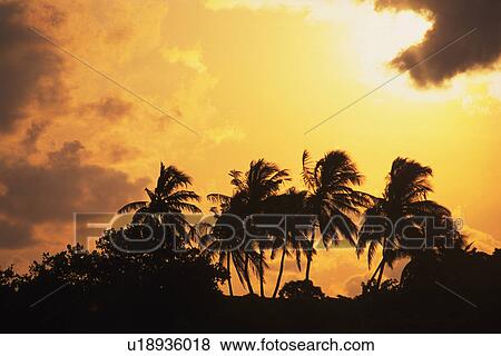 Several Palm Trees By Sunset, the Sky Reflecting the Colors of the Sun, Low Angle View, Maldives, Micronesia View Large Photo Image Stock Photo - Several Palm Trees By Sunset, the Sky Reflecting the Colors of the Sun, Low Angle View, Maldives, Micronesia. Fotosearch