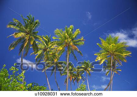Several Palm Trees Under a Blue Sky, Low Angle View, Maldives, Micronesia View Large Photo Image Stock Image - Several Palm Trees Under a Blue Sky, Low Angle View, Maldives, Micronesia. Fotosearch