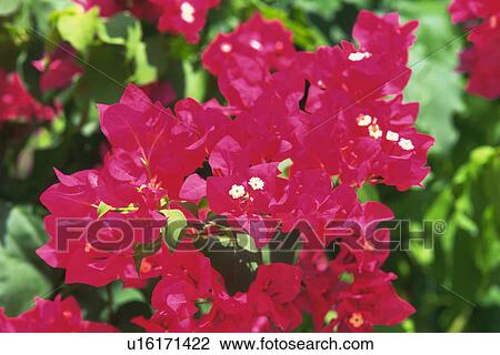 Stock Image -  Several Pink Bougainvillea Flowers, Differential Focus, Maldives, Micronesia. Fotosearch