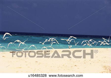Several White Sea Gulls Flying at the Beach, the Ocean Behind Them, Maldives, Micronesia View Large Photo Image Stock Photo - Several White Sea Gulls Flying at the Beach, the Ocean Behind Them, Maldives, Micronesia. Fotosearch