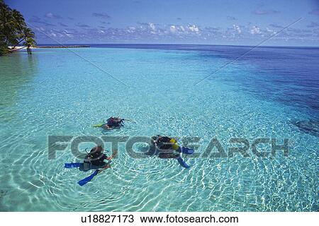 Three People Diving in the Ocean, High Angle View, Maldives, Micronesia View Large Photo Image Stock Image -  Three People Diving in the Ocean, High Angle View, Maldives, Micronesia. Fotosearch
