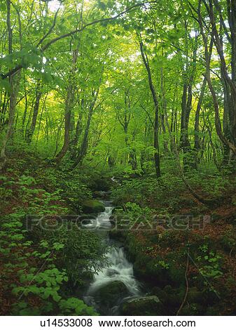 a Bunch of Beech Trees Standing Next To a Mountain Stream, High Angle View, Akita Prefecture, Japan View Large Photo Image Stock Photo -  a Bunch of Beech Trees Standing Next To a Mountain Stream, High Angle View, Akita Prefecture, Japan. Fotosearch